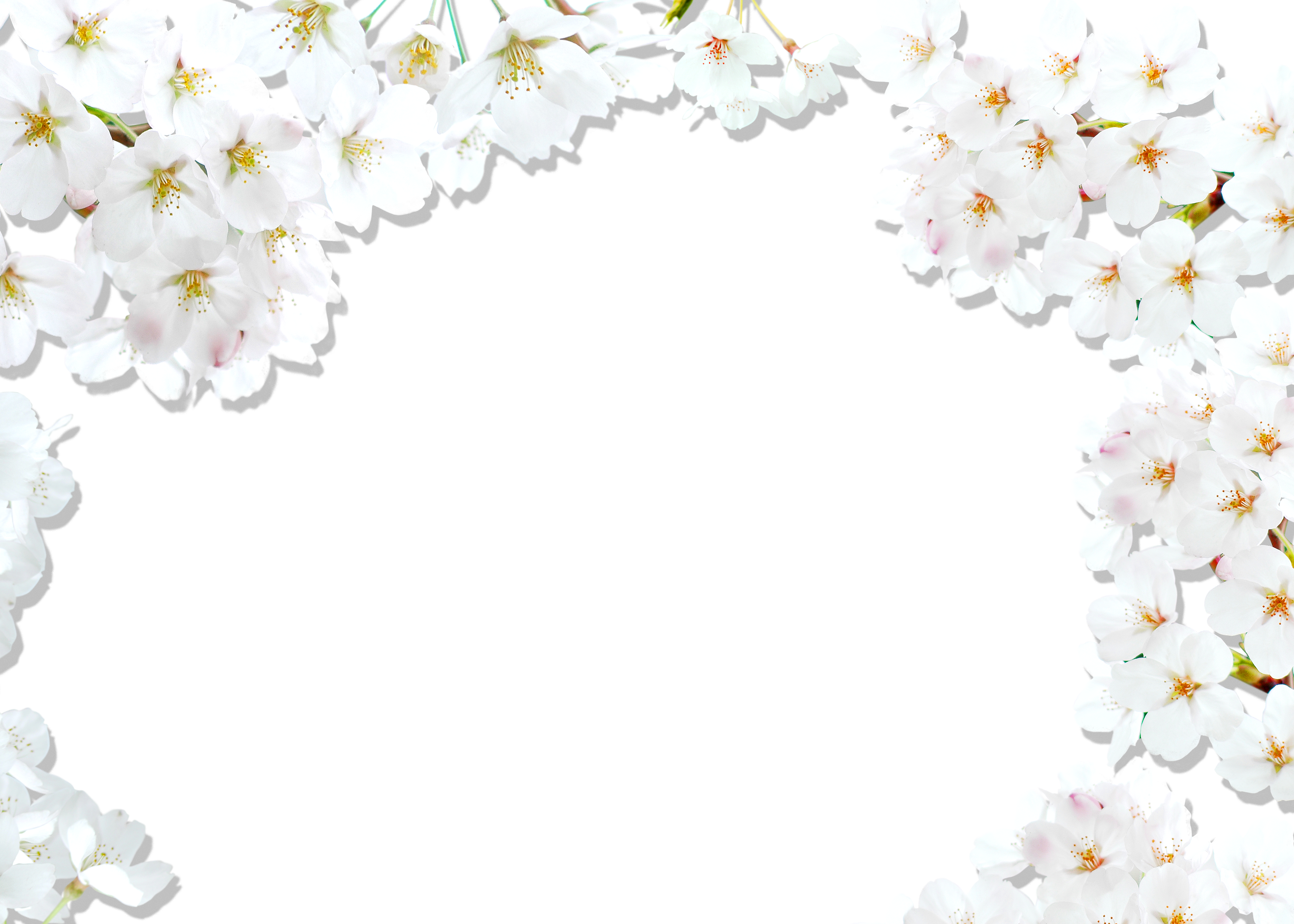 Blossom Cherry National Festival White Border Transparent PNG Image