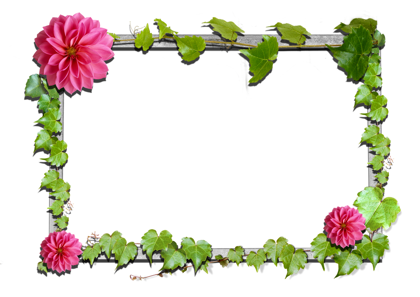 Pink Picture Flower Frame Frames Flowers Transparent PNG Image