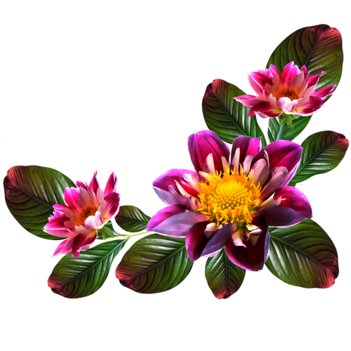 Flower Portable Computer File Graphics Network Transparent PNG Image