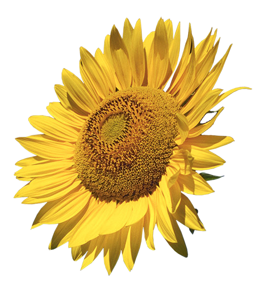 Common Sunflower Free Transparent Image HD Transparent PNG Image