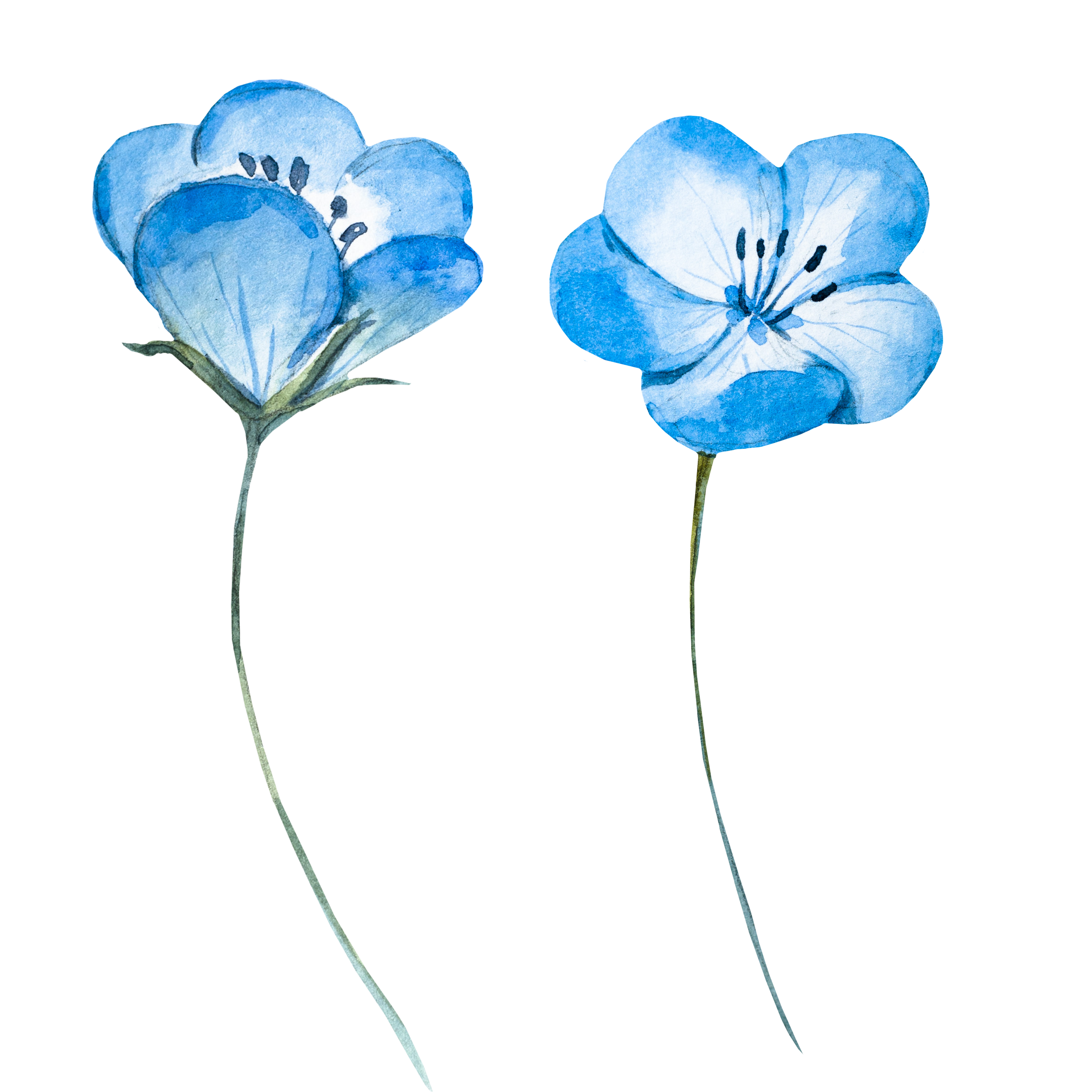 Blue Flower Light Watercolor Flowers Painting Transparent PNG Image