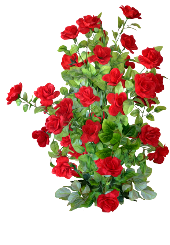 Petal Rose Roses Shrub Garden PNG Image High Quality Transparent PNG Image