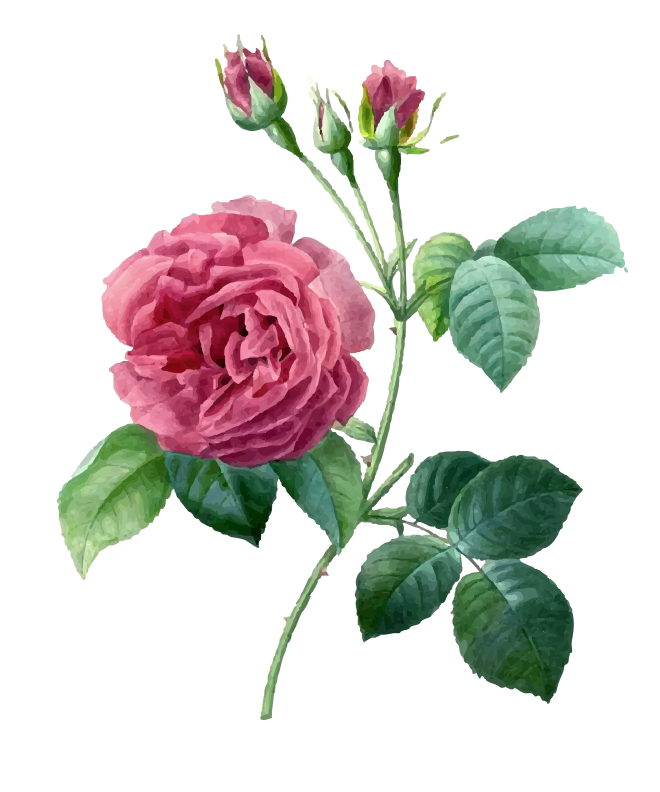 Pink 17591840 Plant Garden Pierrejoseph Redoutxe9 Roses Transparent PNG Image