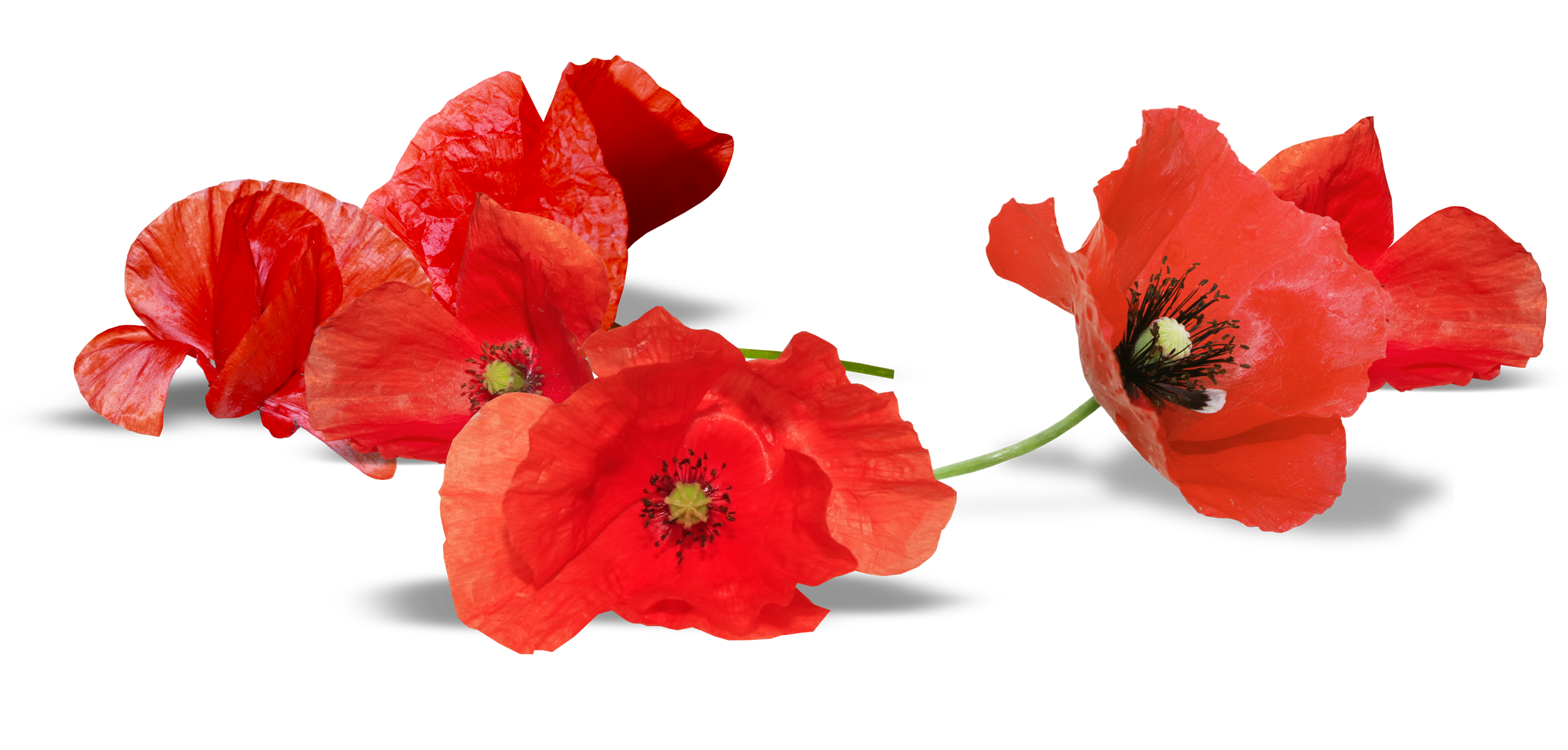 South Australia Anzac Flower Armistice Day Red Transparent PNG Image