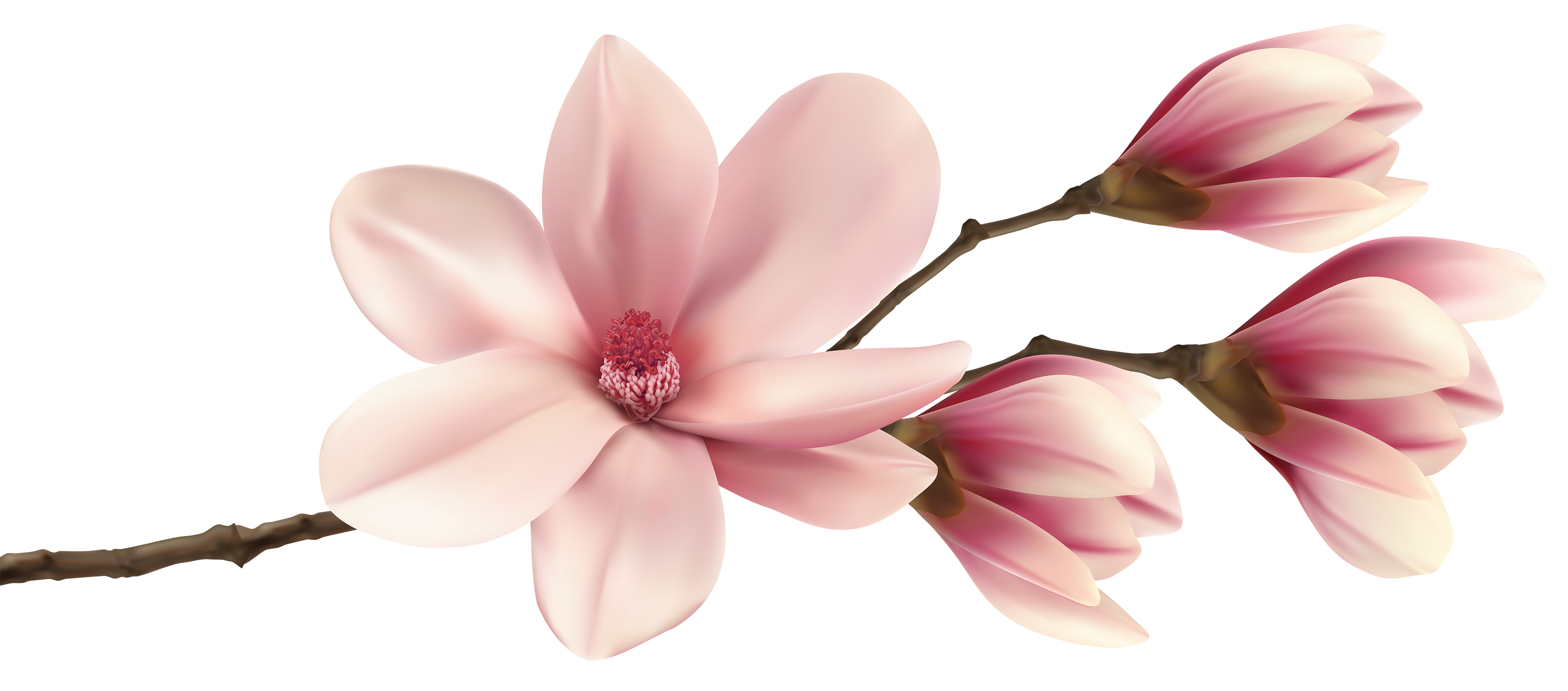 Pink Plant Fraseri Magnolia Southern Watercolor Painting Transparent PNG Image