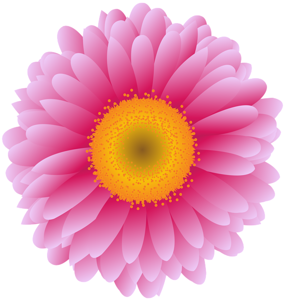 Pink Flower Photography Transvaal Daisy Royaltyfree Stock Transparent PNG Image