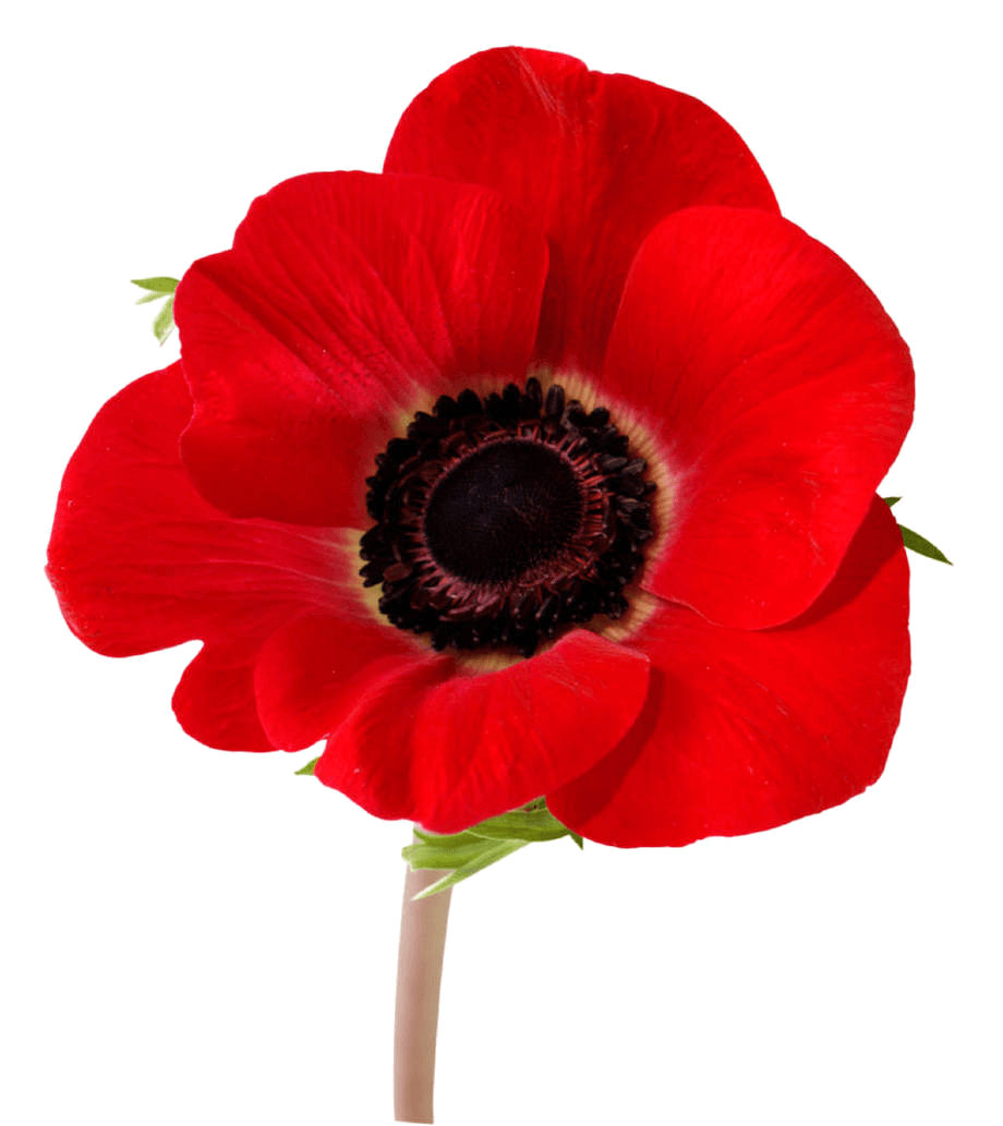 Flower Fields Flanders In Remembrance Poppy Red Transparent PNG Image