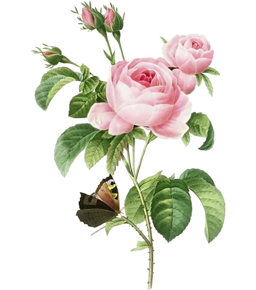 Pink 17591840 Rose Pierrejoseph Flowerpot Redoutxe9 Painting Transparent PNG Image