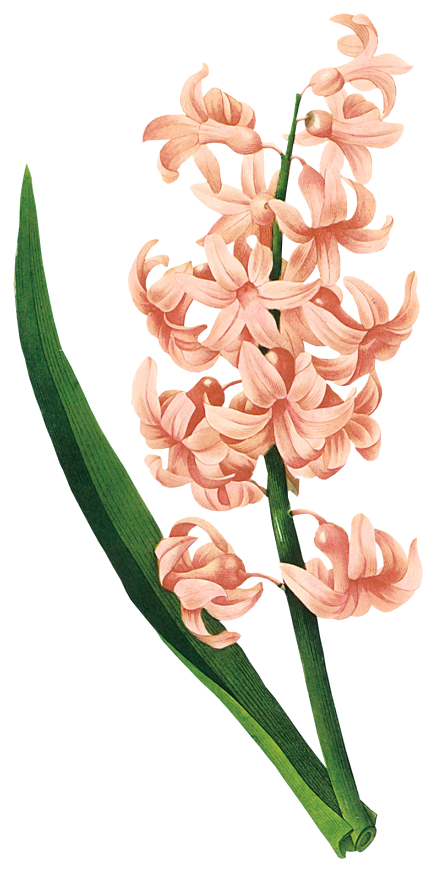 Hyacinth Plant Des Fleurs Illustration Belles Flower Transparent PNG Image