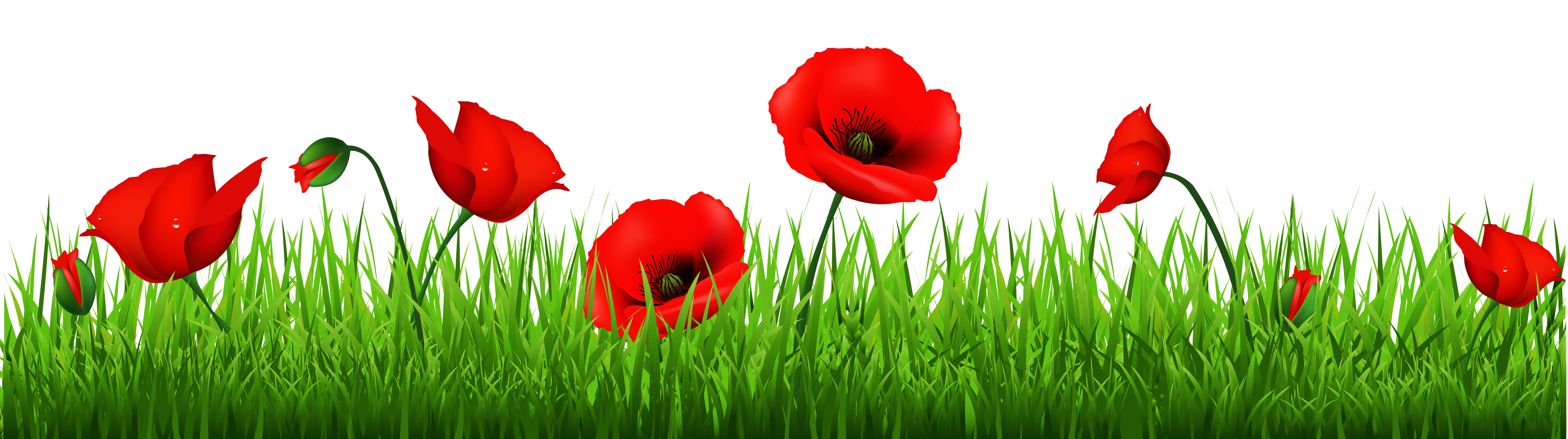 Plant Wallpaper Computer Remembrance Poppy Day Armistice Transparent PNG Image