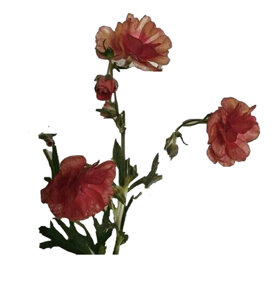 Photos Flower Art Aesthetic HQ Image Free Transparent PNG Image