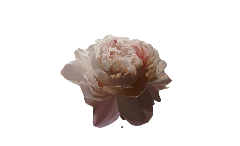 Flower Art Aesthetic PNG Download Free Transparent PNG Image