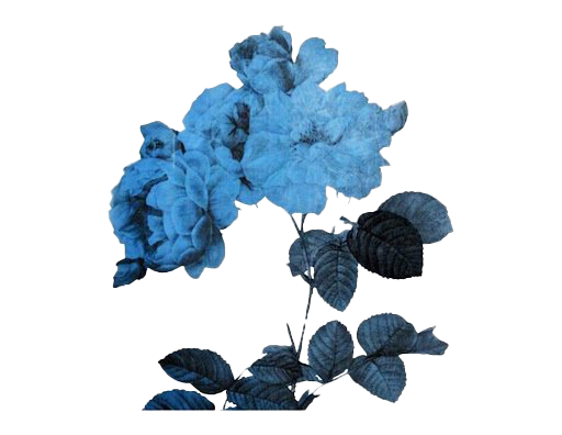 Flower Art Aesthetic Free Photo Transparent PNG Image