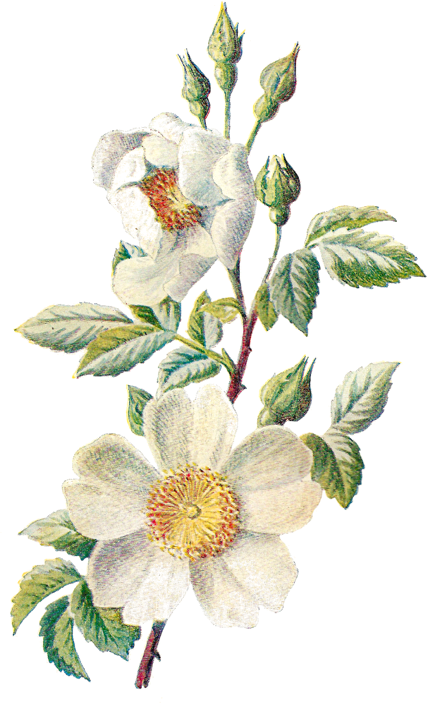 Flower Artwork Free HD Image Transparent PNG Image