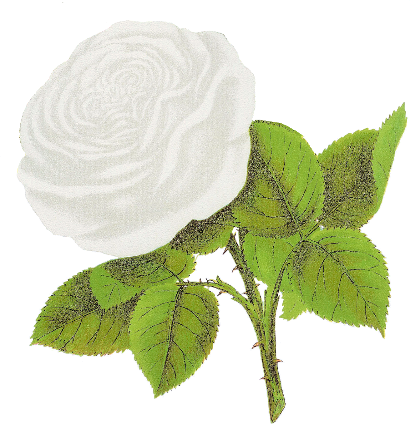 Flower Artwork PNG Image High Quality Transparent PNG Image