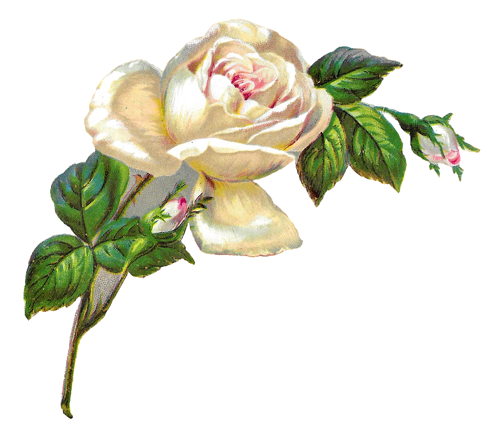 Picture Flower Artwork Free Clipart HD Transparent PNG Image