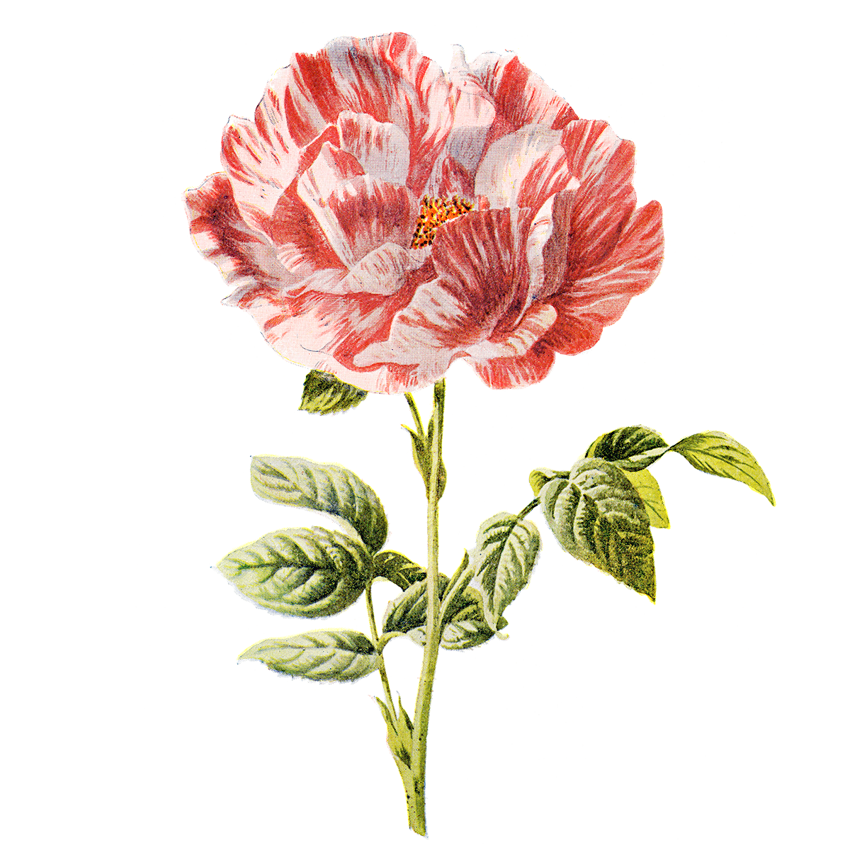 Images Flower Artwork Download HD Transparent PNG Image