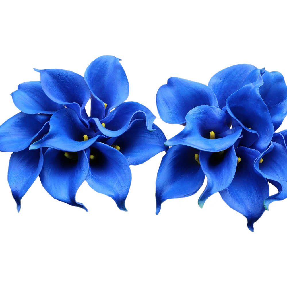 Blossom Lily Calla Free HQ Image Transparent PNG Image