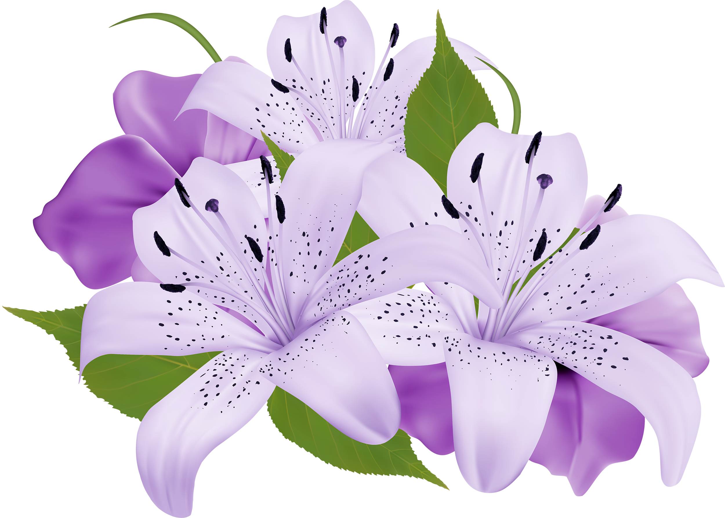 Blossom Lily Calla PNG Download Free Transparent PNG Image