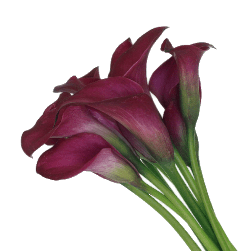 Botany Lily Calla Free Transparent Image HQ Transparent PNG Image