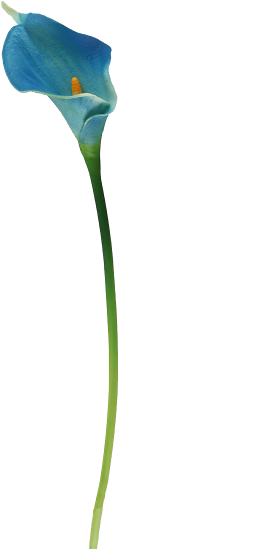 Botany Lily Calla Photos Free PNG HQ Transparent PNG Image