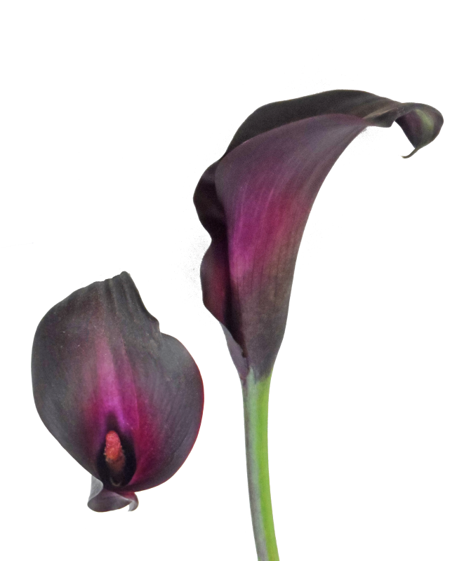 Botany Lily Calla Free Photo Transparent PNG Image