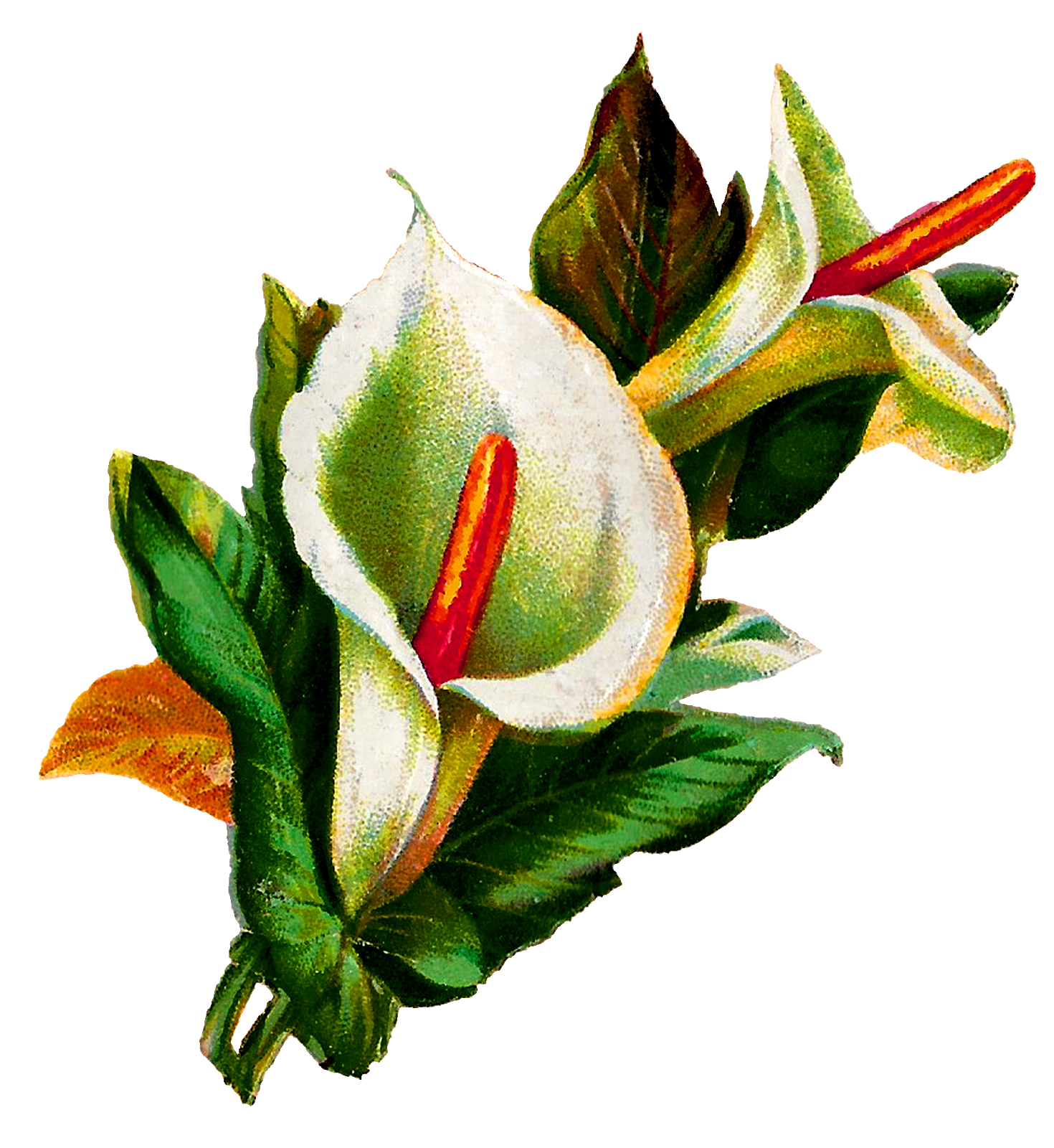 Lily Calla Free Clipart HD Transparent PNG Image