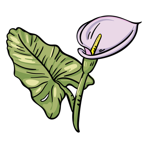 Lily Calla Free Transparent Image HD Transparent PNG Image