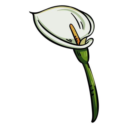 Lily Calla Photos Free PNG HQ Transparent PNG Image