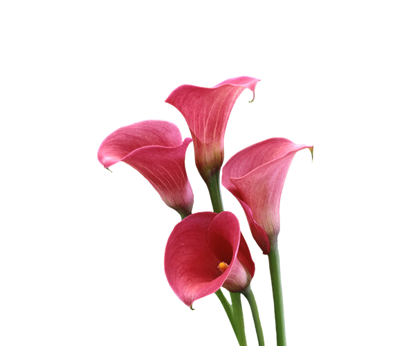 Lily Calla Red Free Clipart HQ Transparent PNG Image