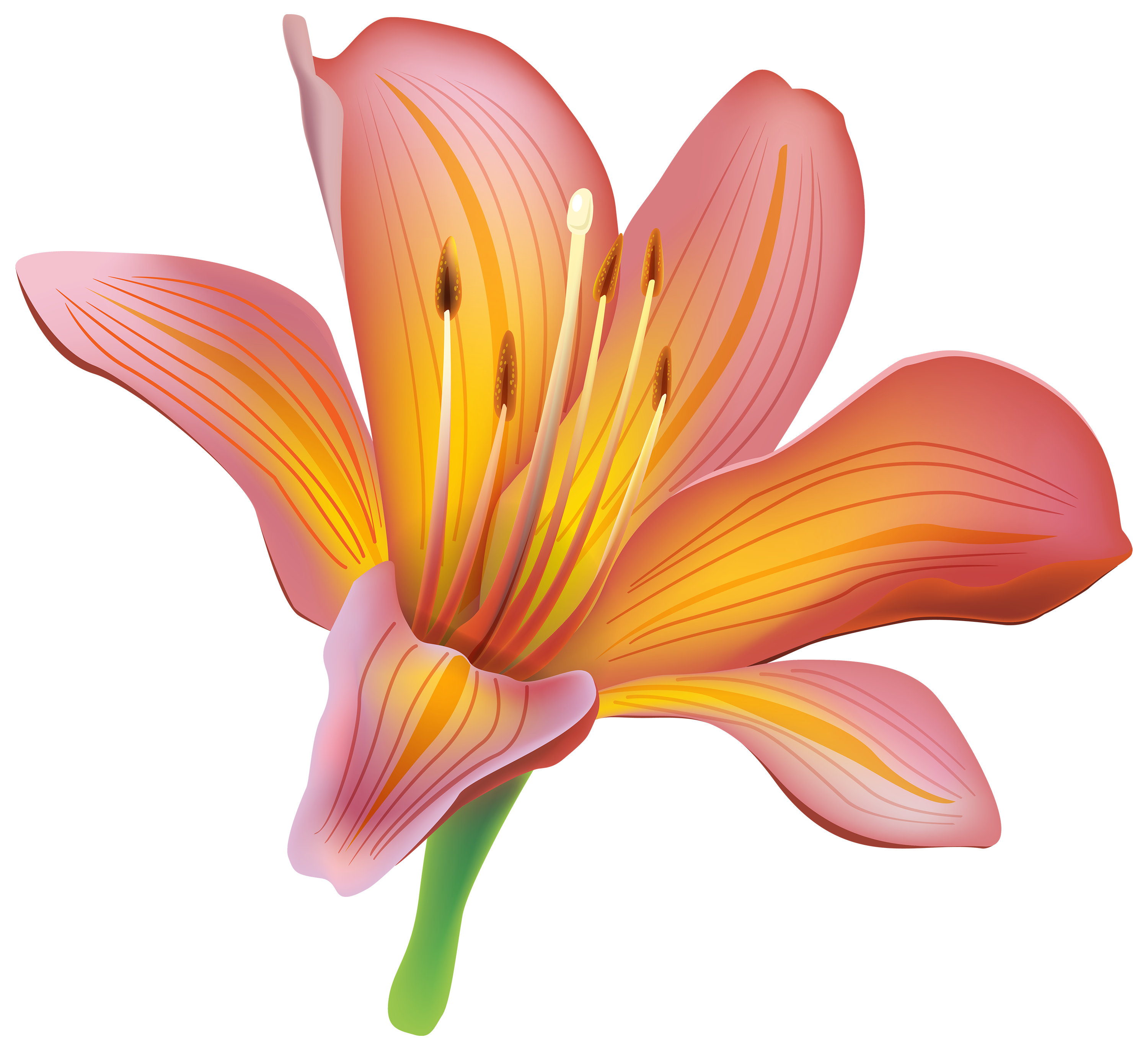 Lily Calla Red Free Download PNG HQ Transparent PNG Image