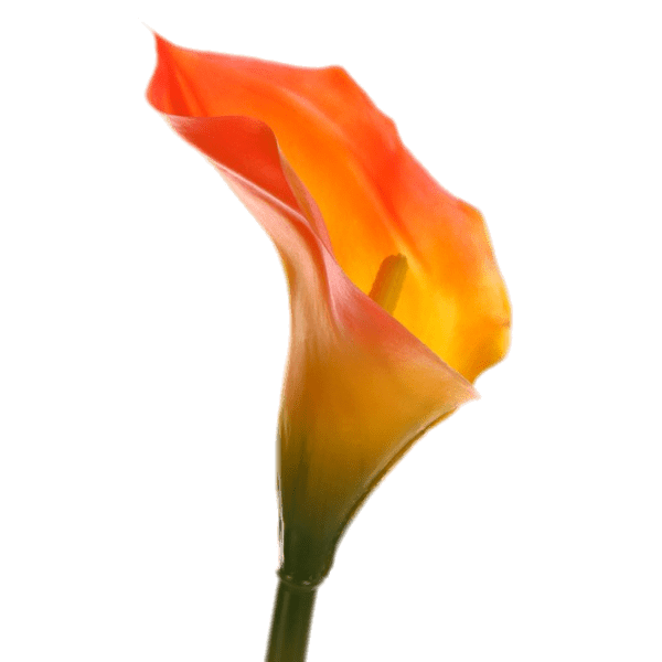 Lily Calla Red PNG Download Free Transparent PNG Image