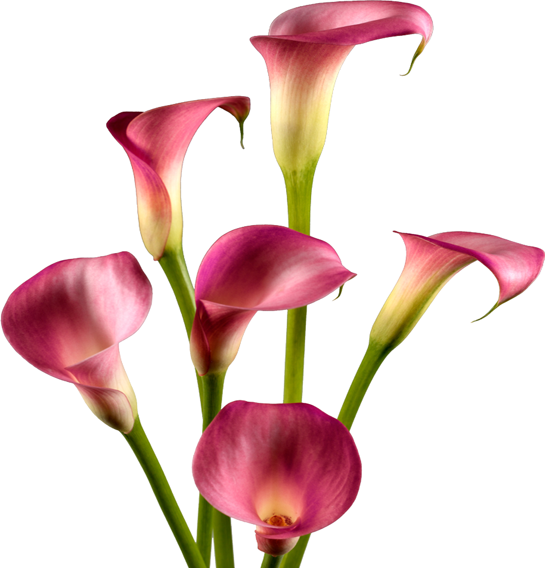 Lily Calla Red Photos Free Download PNG HD Transparent PNG Image