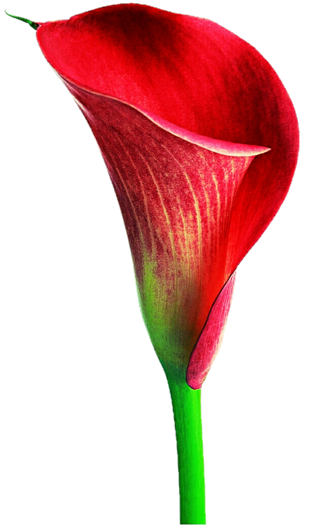 Lily Calla Red Free PNG HQ Transparent PNG Image