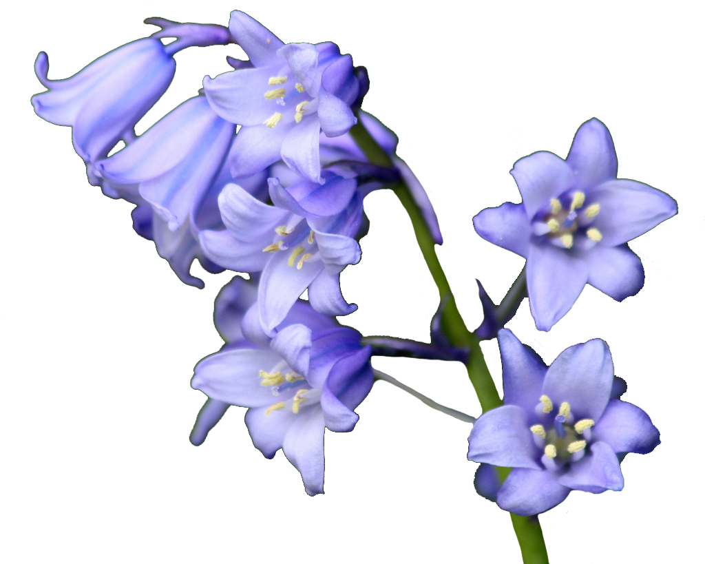 Flower Bluebells Free Clipart HD Transparent PNG Image