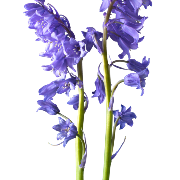 Flower Pic Bluebells PNG Image High Quality Transparent PNG Image