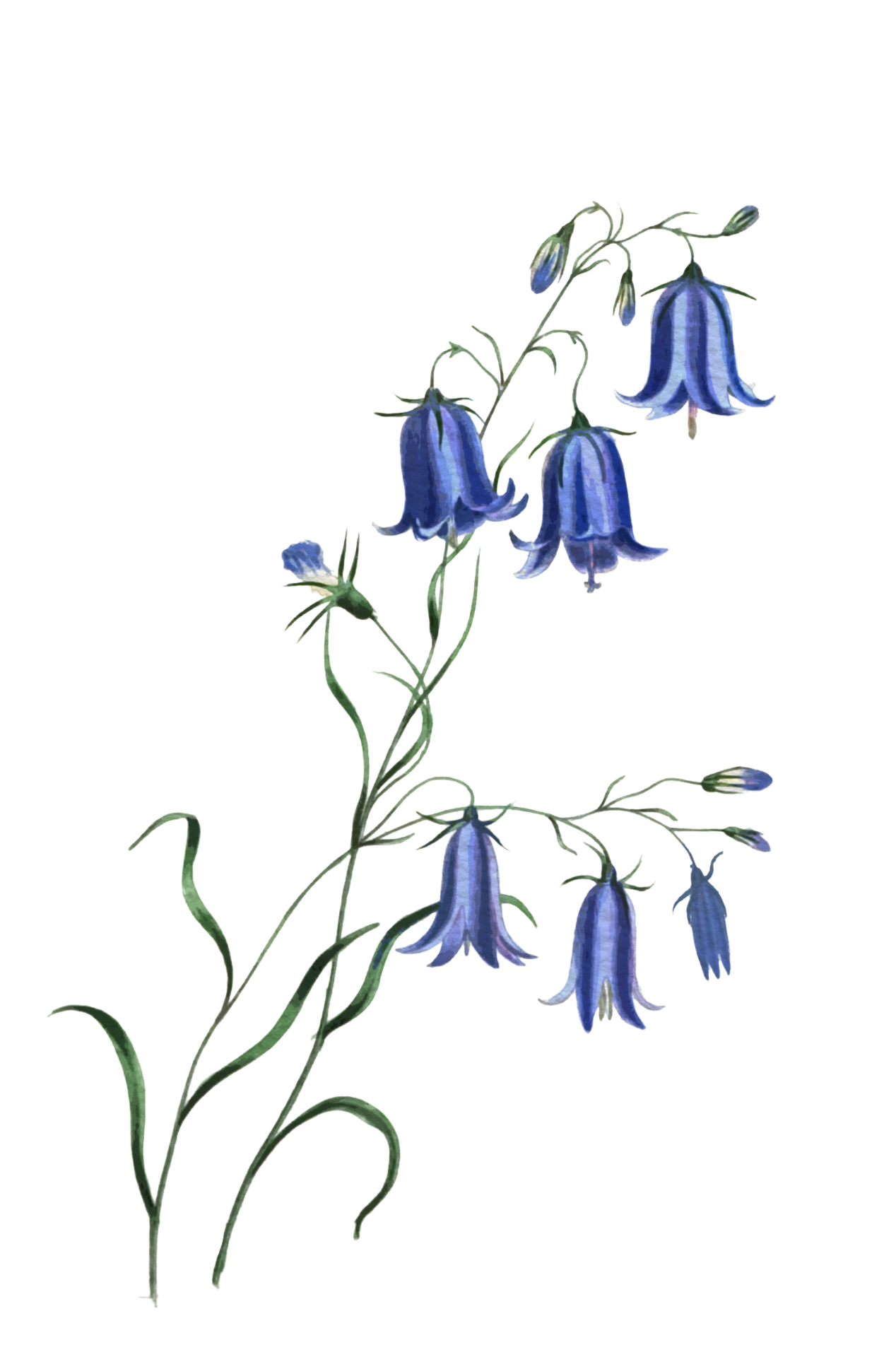 Bluebells PNG Free Photo Transparent PNG Image