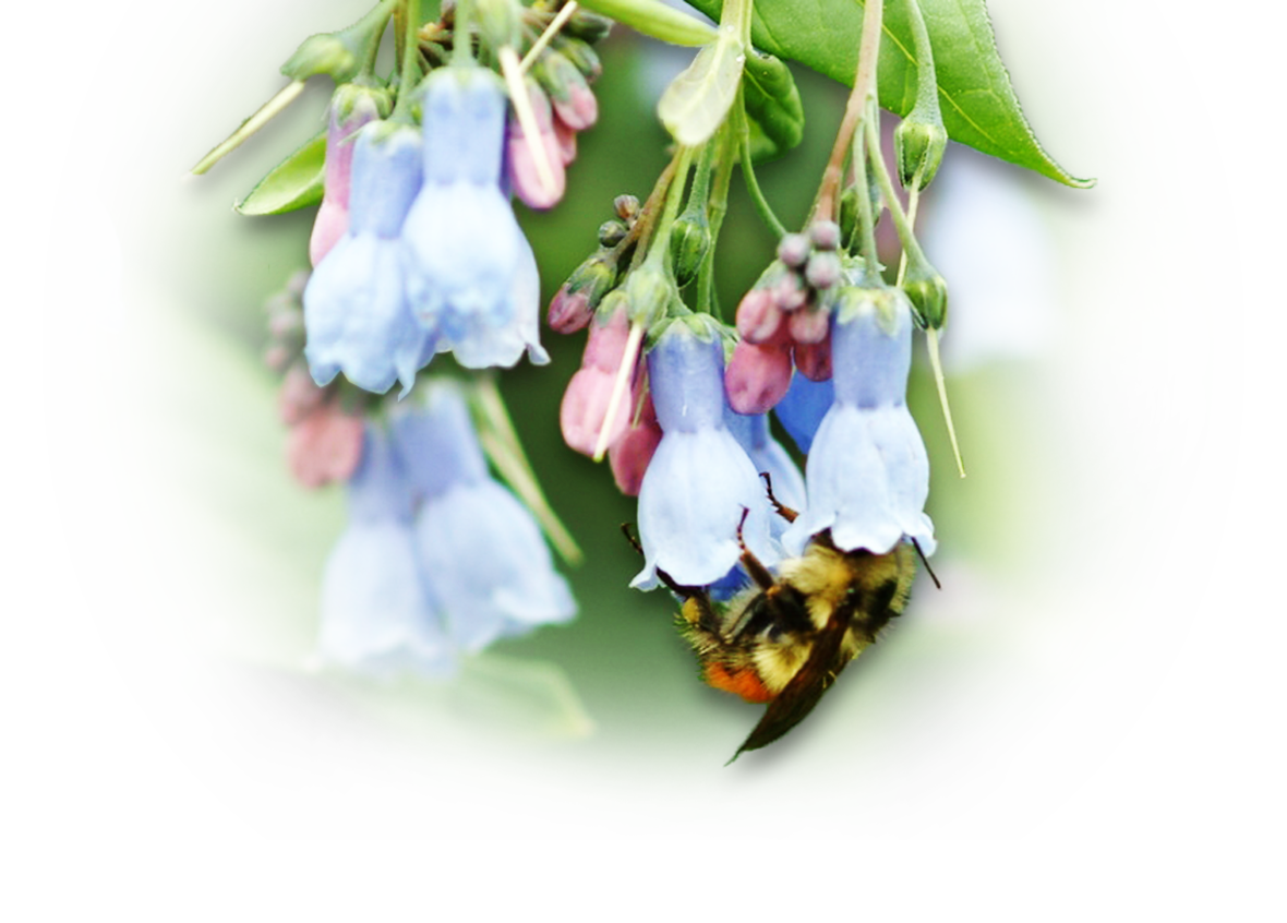 Bluebells Free HD Image Transparent PNG Image