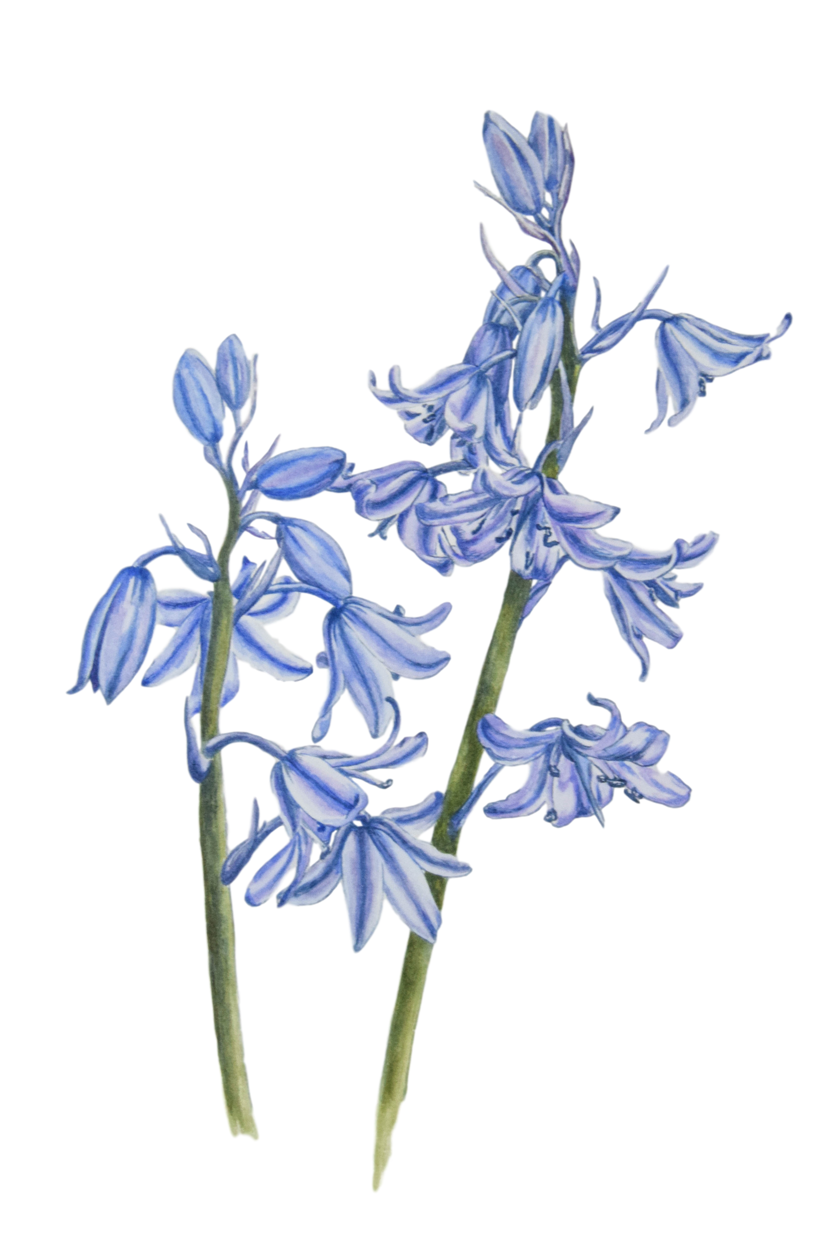 Photos Bluebells Free Download PNG HQ Transparent PNG Image