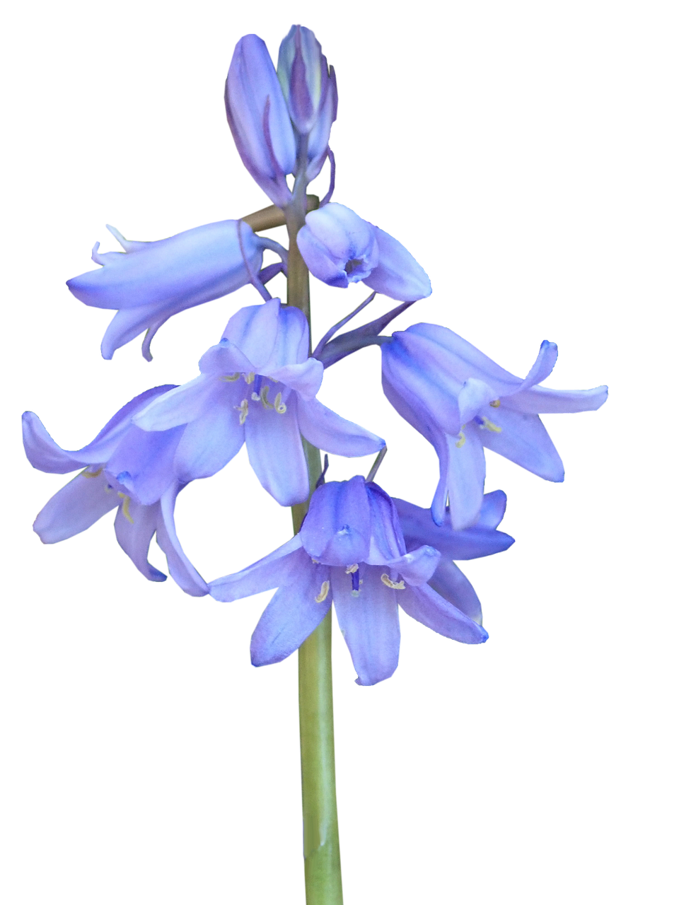 Pic Bluebells Free Download PNG HQ Transparent PNG Image