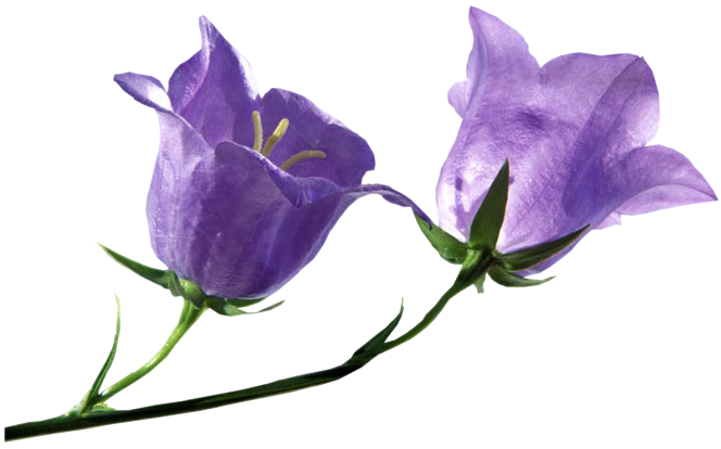 Bluebells Free PNG HQ Transparent PNG Image