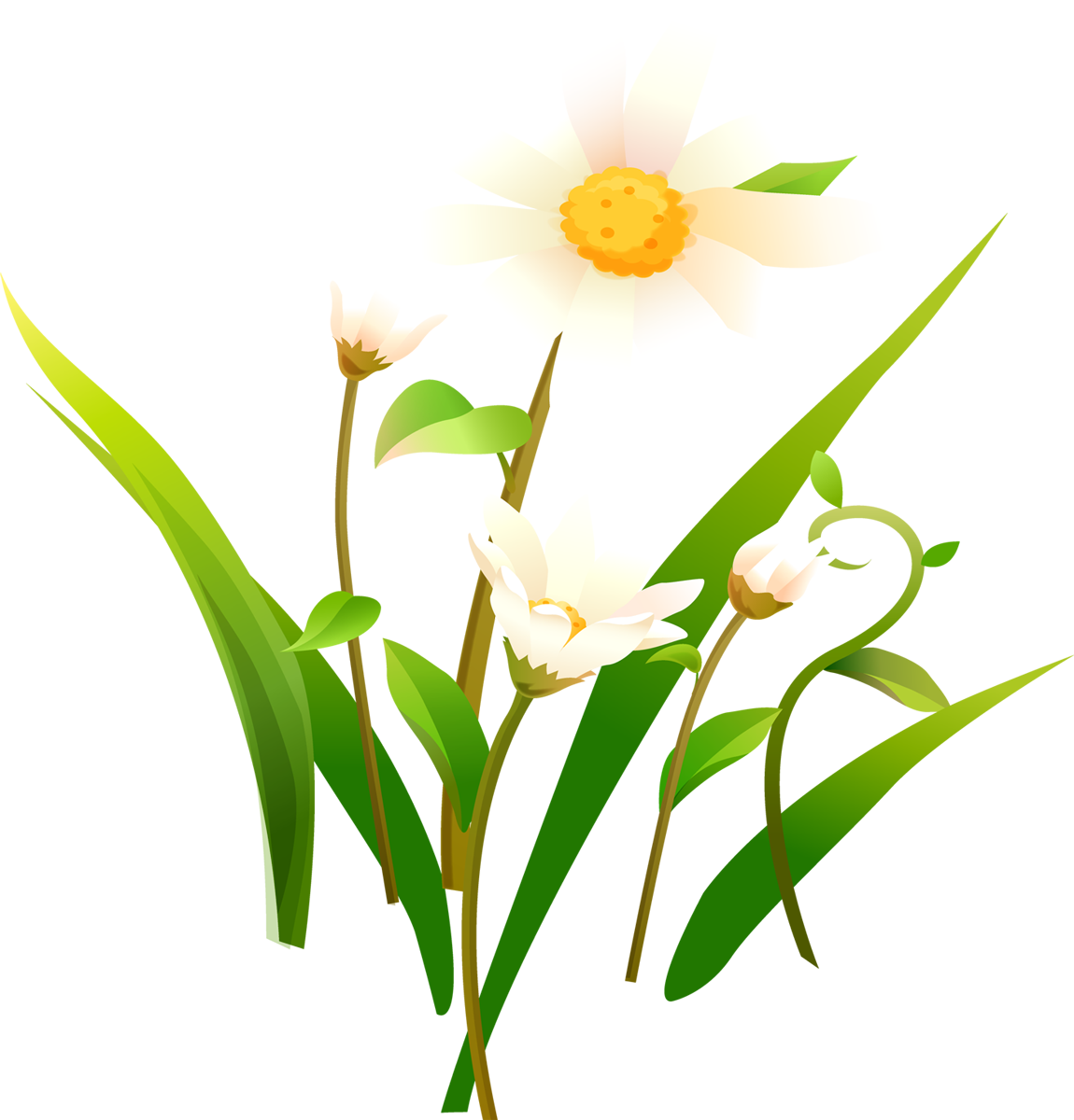 Camomile Transparent PNG Image