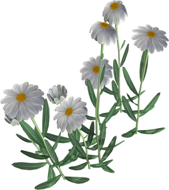 Beautiful Camomile Flower Transparent PNG Image