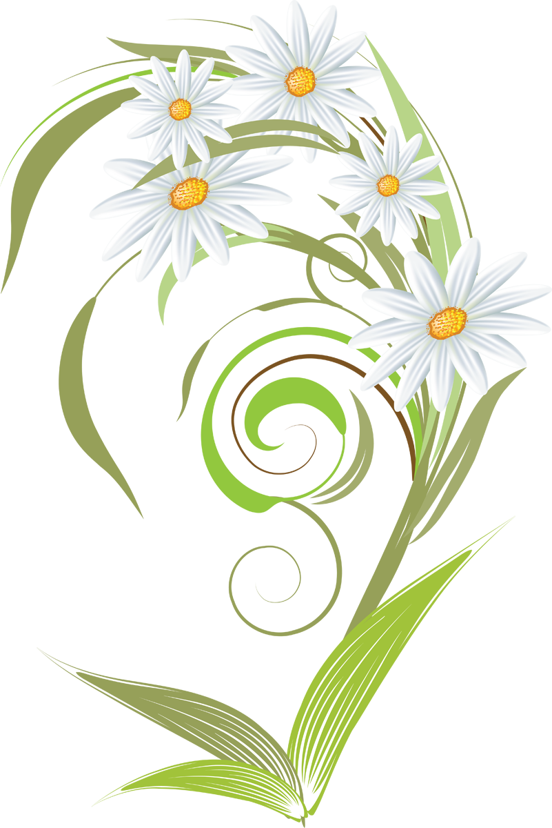 Camomile Art Transparent PNG Image