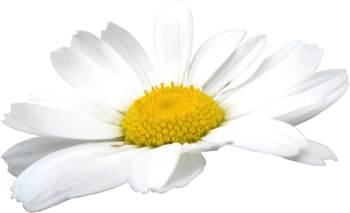 Camomile Flowers Transparent PNG Image