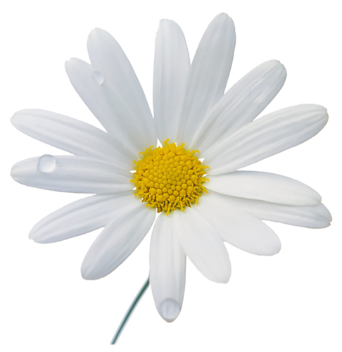 Camomile Photos Transparent PNG Image