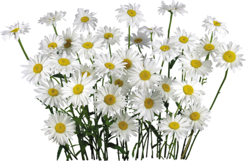 Camomile File Transparent PNG Image