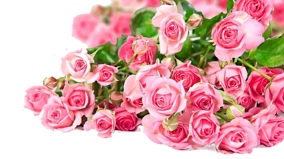 Pink Roses Flowers Bouquet Photos Transparent PNG Image