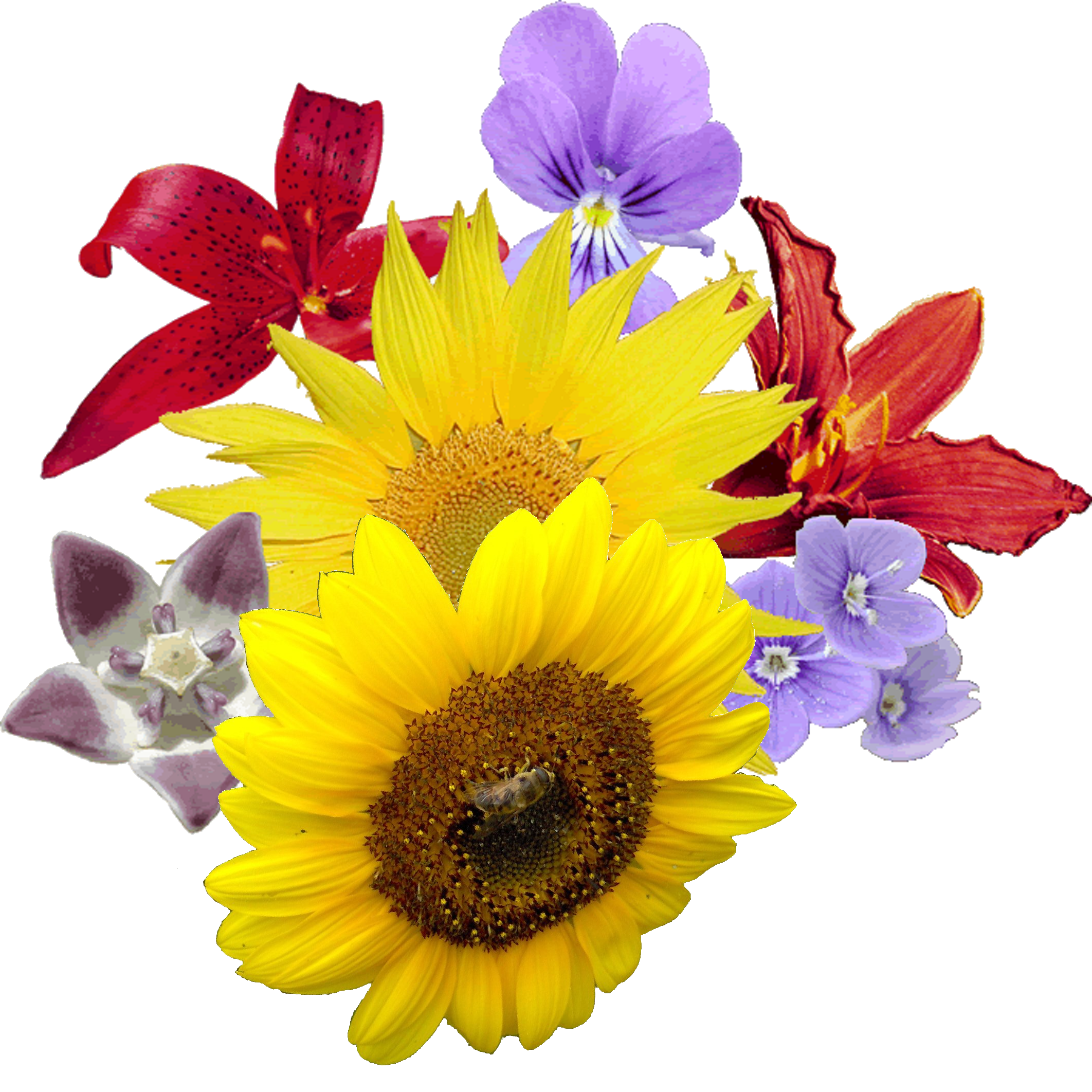 Yellow Flowers Bouquet Image Transparent PNG Image