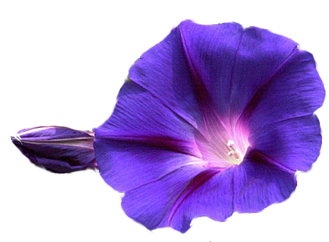 Flowers Transparent Image Transparent PNG Image